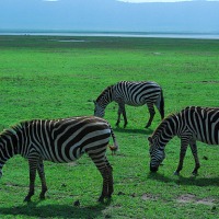 Zebras in East Africa (Kenya)